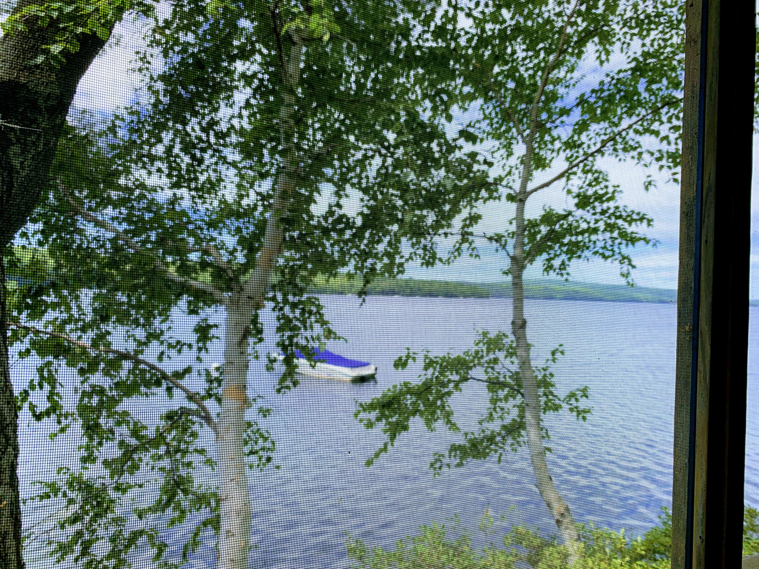 birch trees, Trees growing in Maine